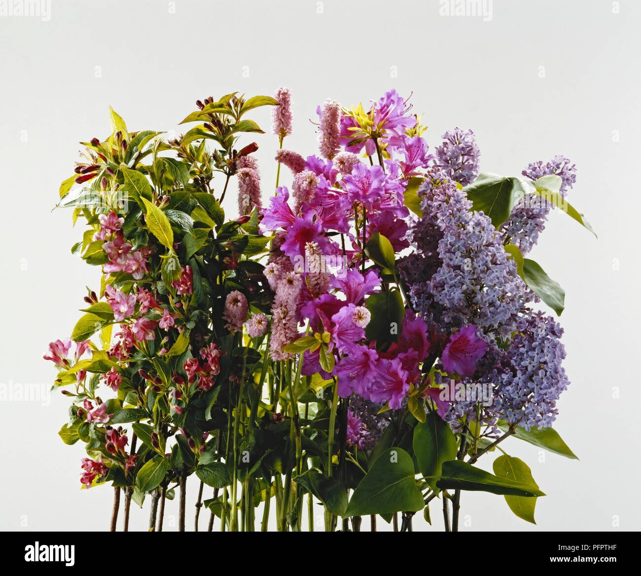 Display of pink, purple and blue flowers from Weigela florida, Polygonum bistorta 'Superbum' (Snakeweed bistort), Syringa 'Esther Staley' (Lilac) and Rhododendron 'Purple Triumph' (Hybrid azalea) Stock Photo