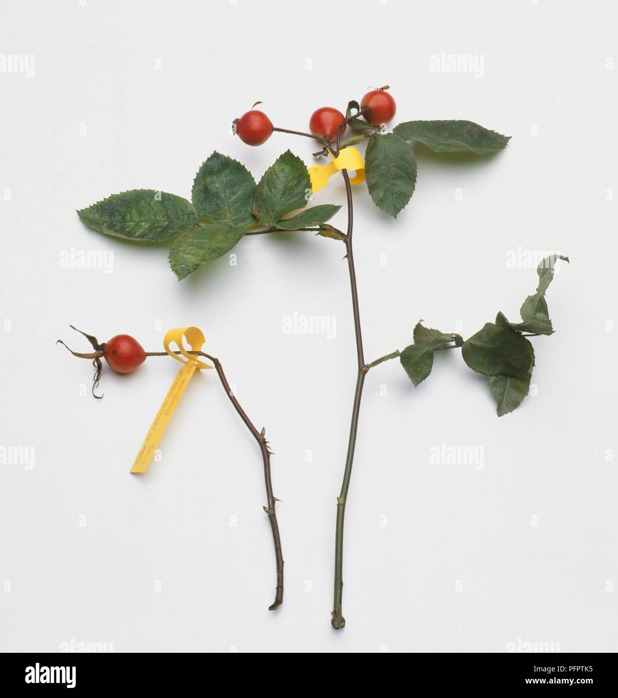 Stems and leaves hi-res stock photography and images - Alamy
