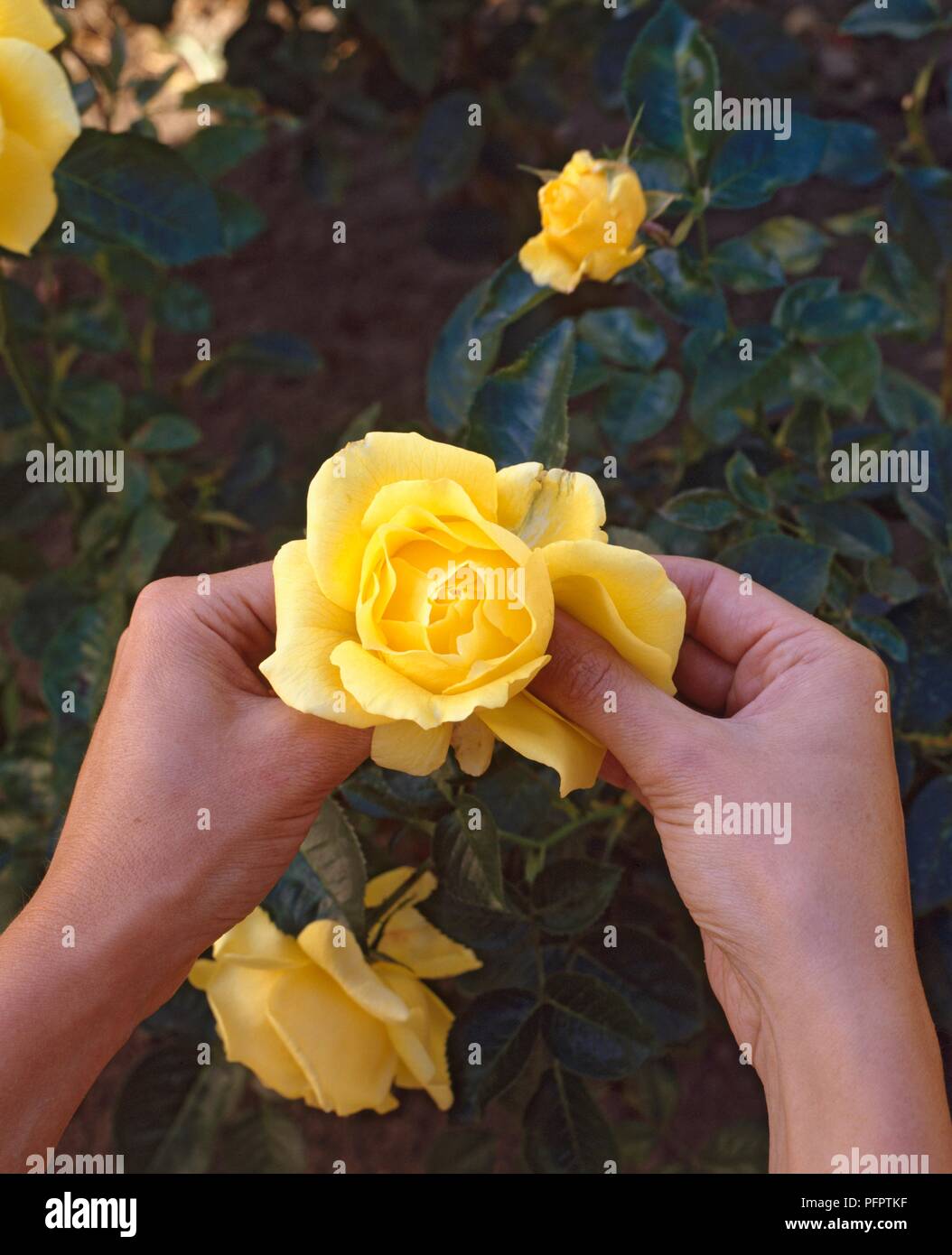 Hybridising roses, hands removing outer petals from yellow rose, close ...