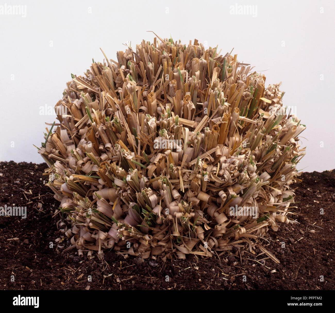 Pruned clump of Cortaderia selloana (Pampas Grass) in soil showing ...