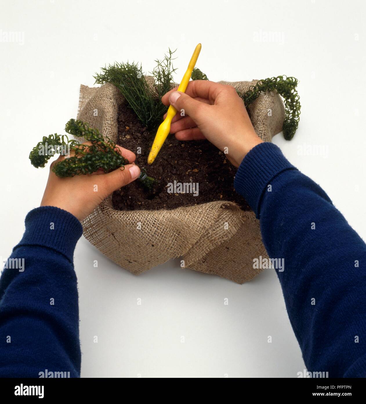 Person inserting Lagarosiphon major (aquatic plant) in compost using a dibber Stock Photo