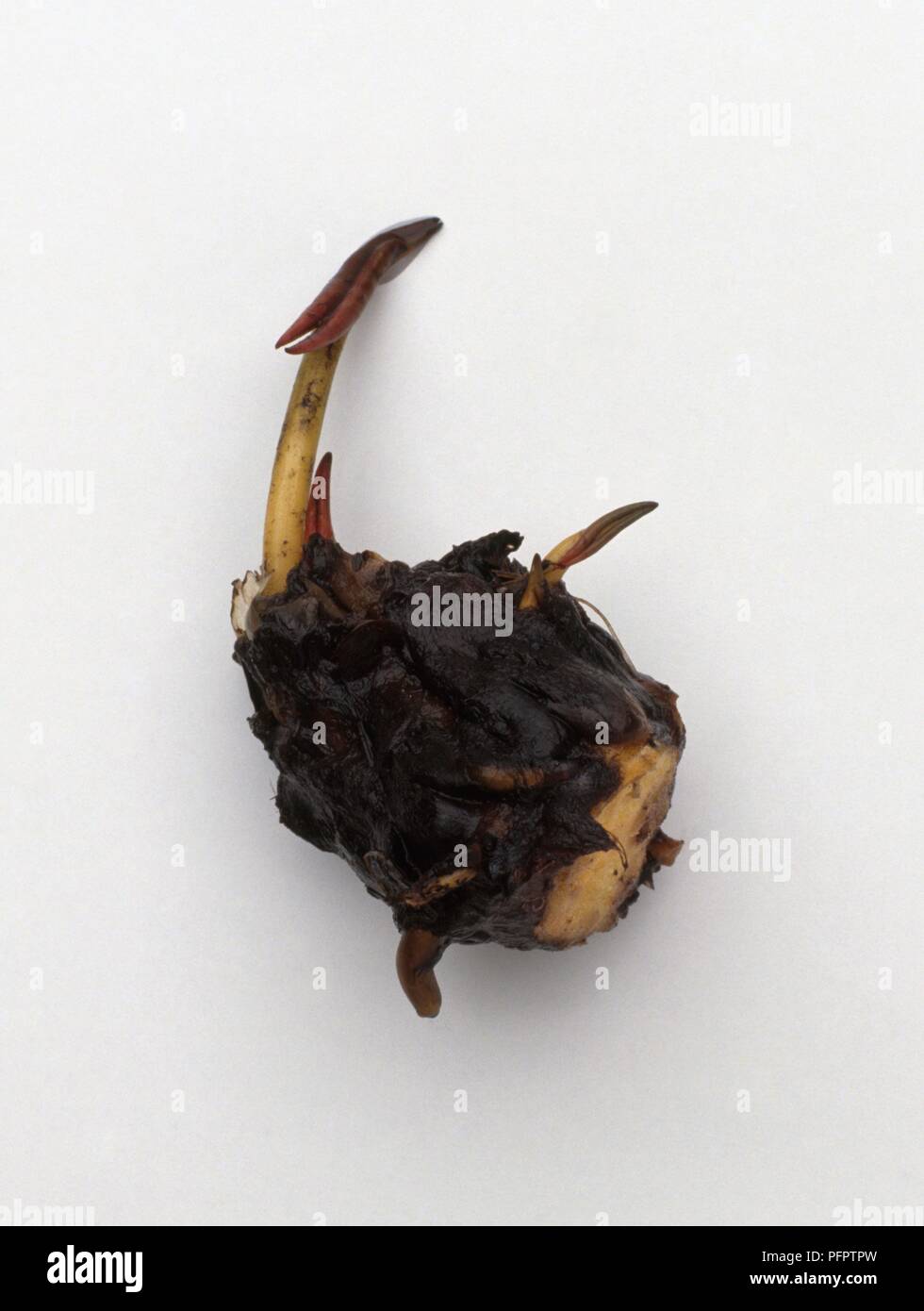 Water lily bud attached to root Stock Photo