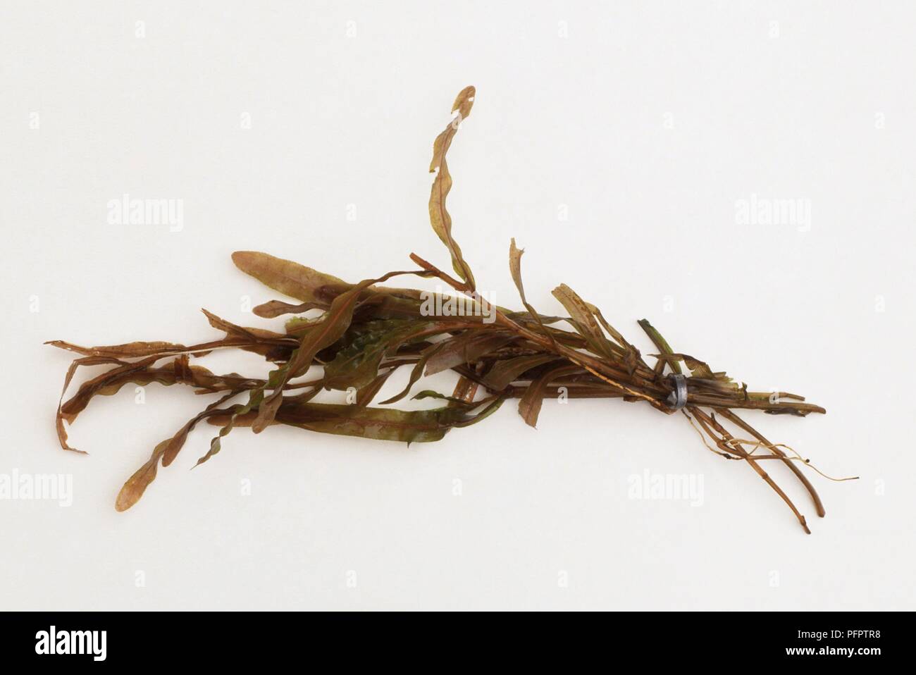 Poor example of Potamogeton crispus (Curly-leaf pondweed) showing limp, tired stems Stock Photo