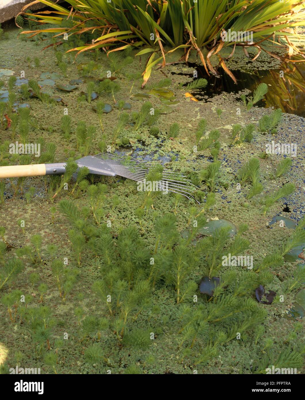 Removing weeds from surface of a pond using a rake Stock Photo