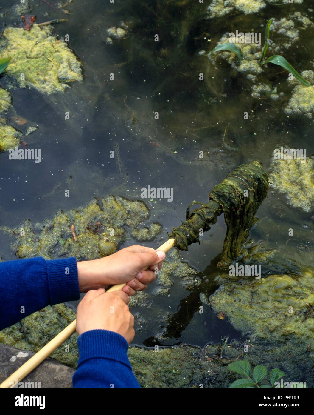 Person removing blanketweed with stick from water Stock Photo Alamy