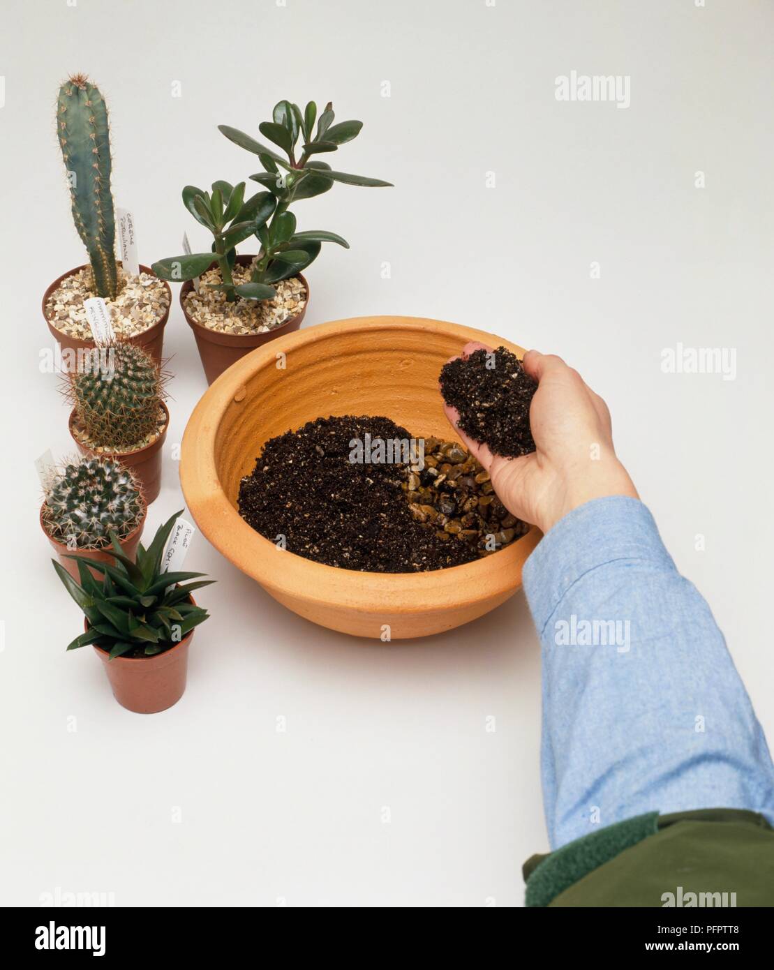 calathea firestar Calathea Setosa (Compact Star) For Sale Including Care Guide main image 1