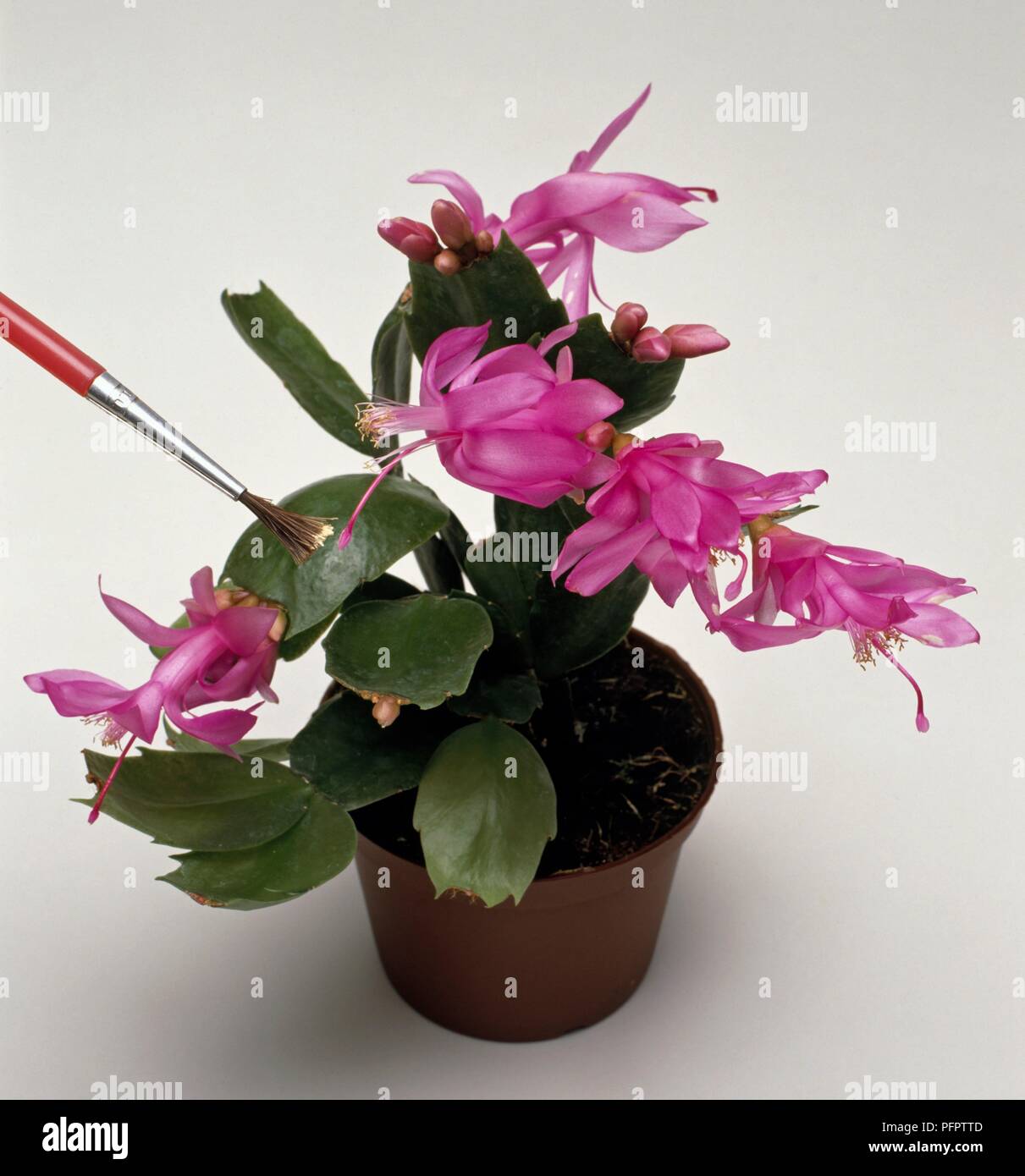 Producing Schlumbergera hybrid by dusting pollen from anthers of parent flowers onto stigmas of other parent, using brush Stock Photo