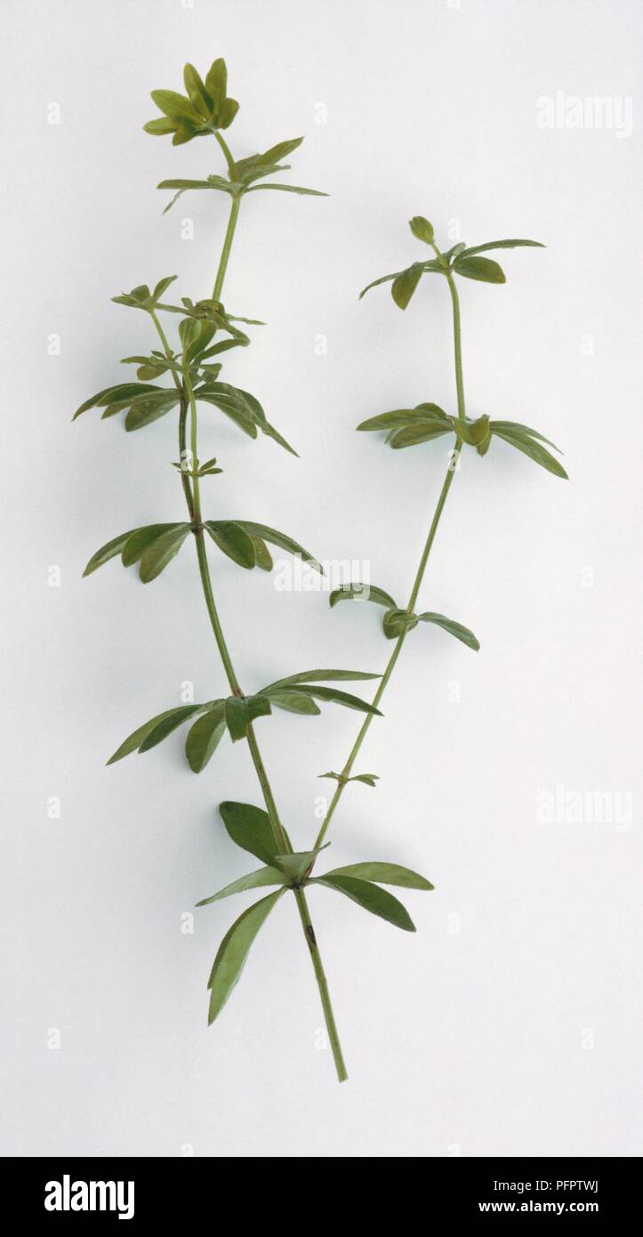Asperula odorata, syn. Galium odoratum (Sweet woodruff) sprigs Stock Photo