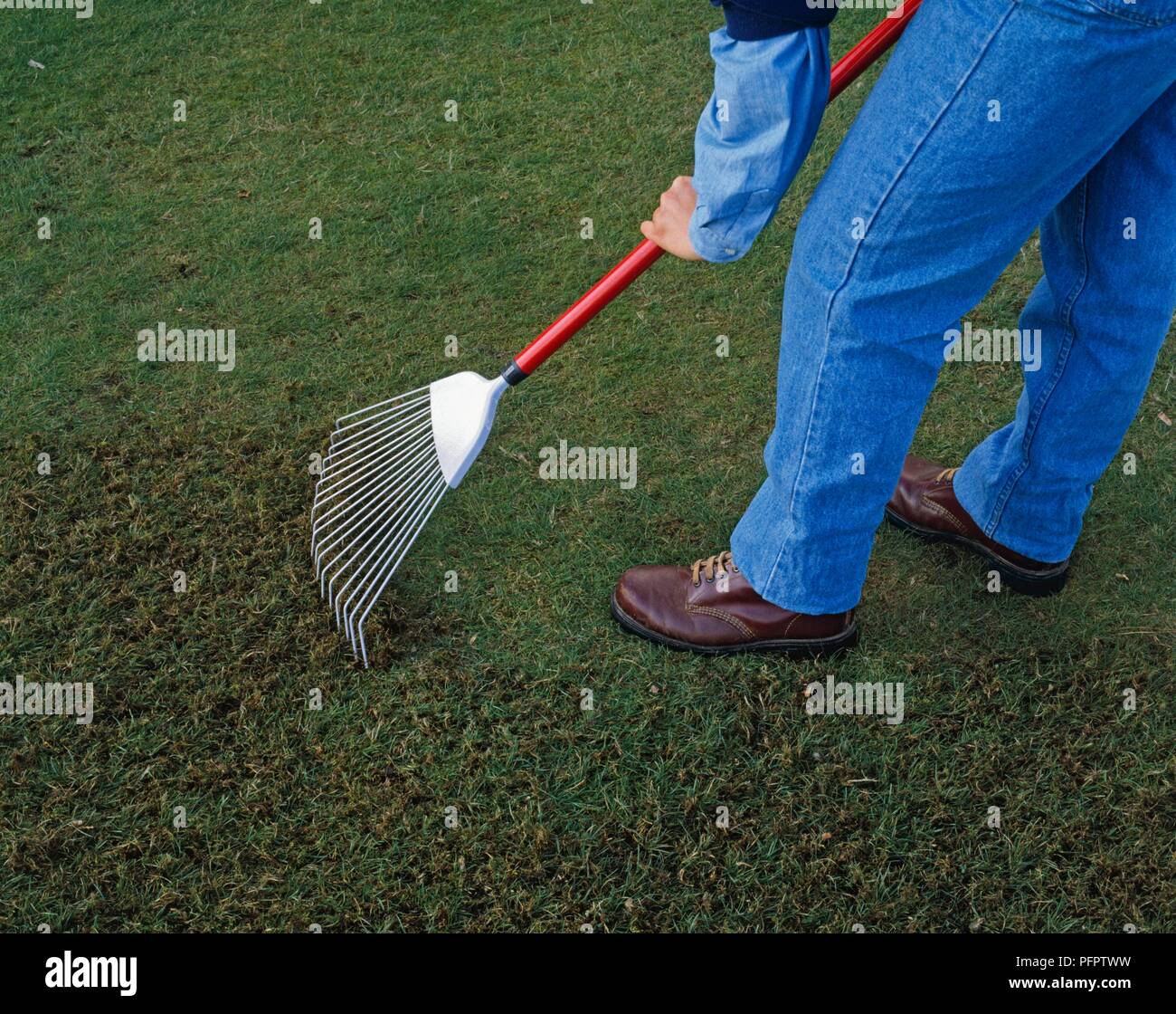 Man removing thatch and dead moss from lawn using a rake (scarifying a