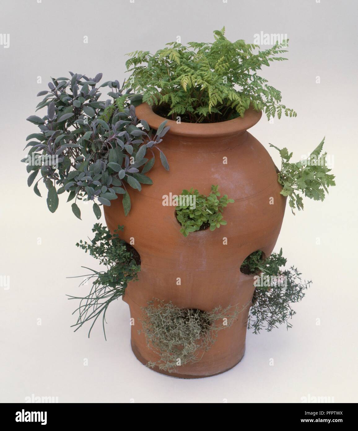 Strawberry planter with various herbs growing out of holes Stock Photo