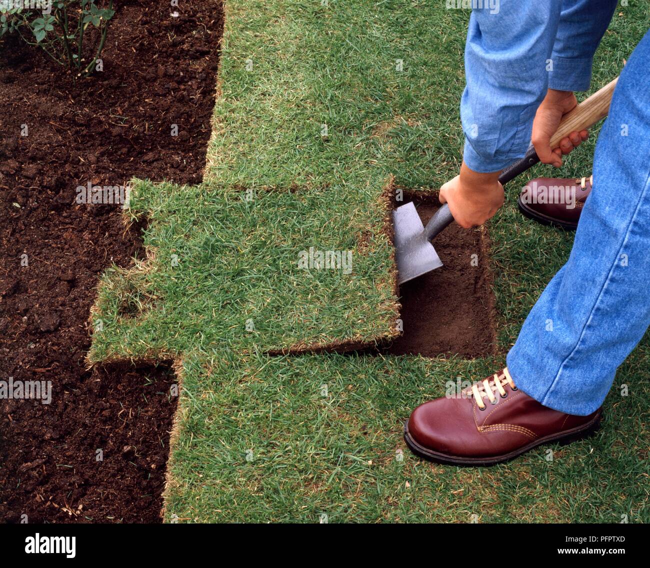 Person removing cut-out section of damaged turf with spade Stock Photo