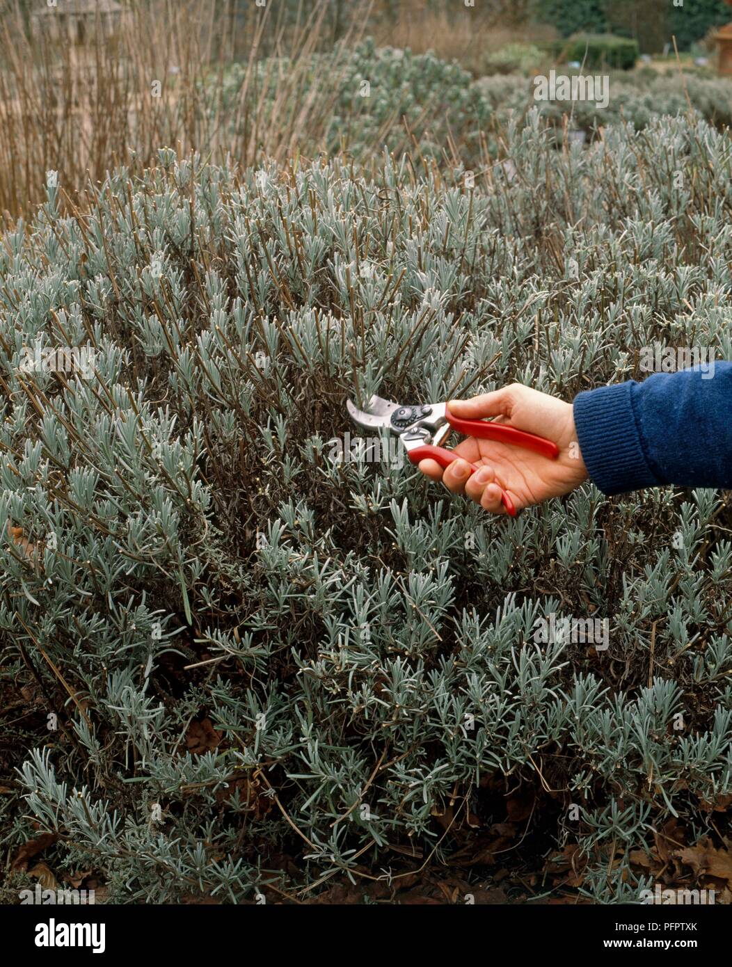 Pruning lavender hi-res stock photography and images - Alamy