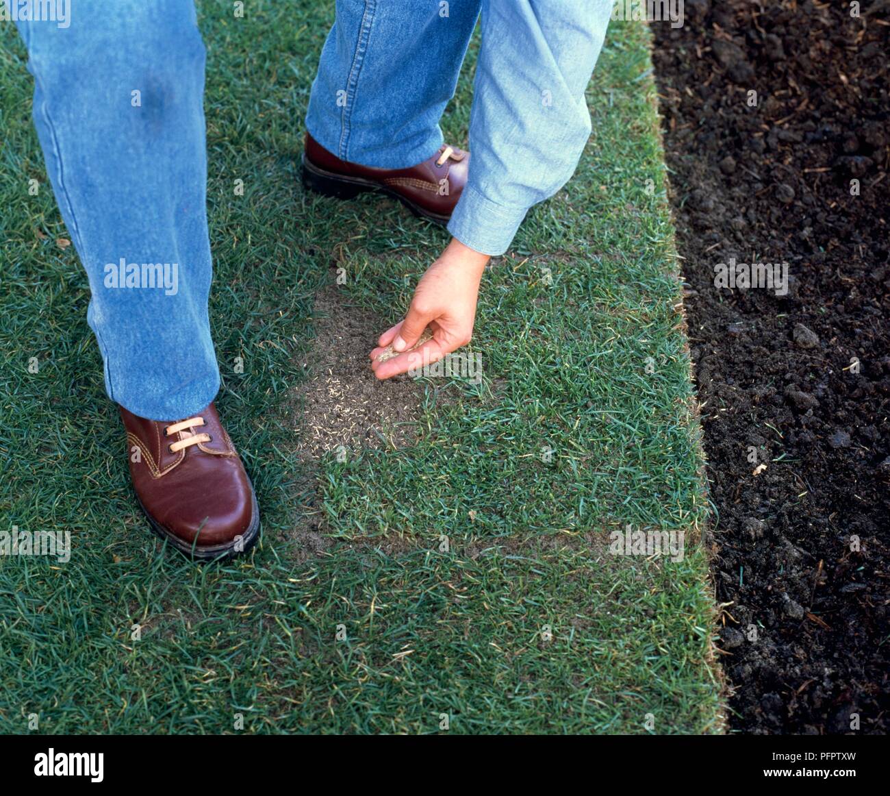 Person sprinkling sandy loam onto damaged part of lawn Stock Photo