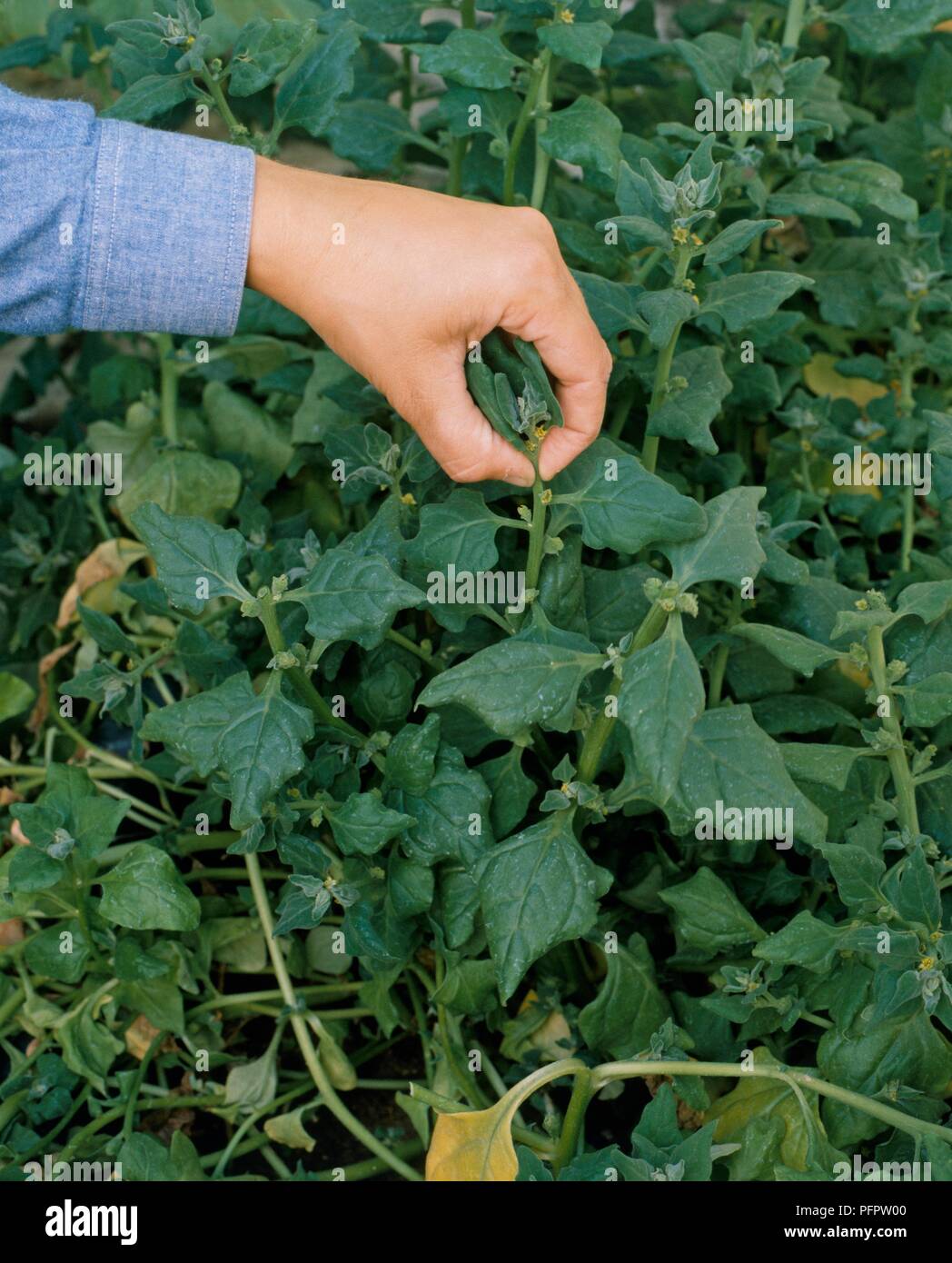 Person picking young leaves and tips off stems of Tetragonia tetragonioides (New Zealand spinach), close-up Stock Photo