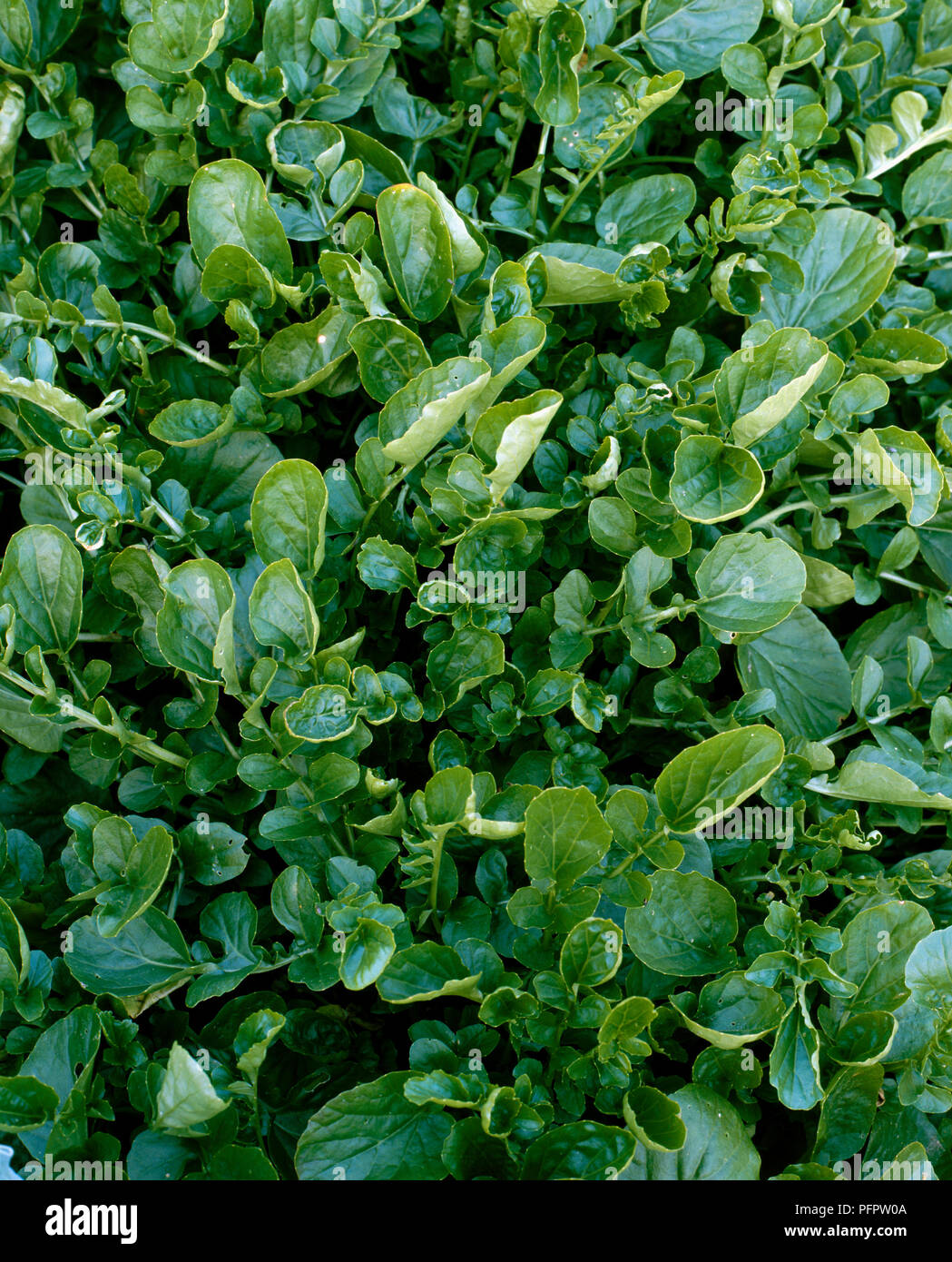 Green leaves of Barbarea verna (Land Cress), close-up Stock Photo