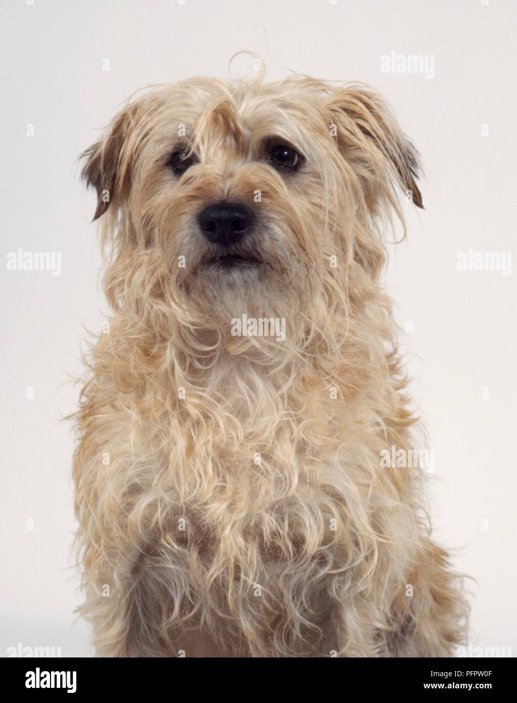 Dutch Smoushond Dog Sitting Stock Photo Alamy