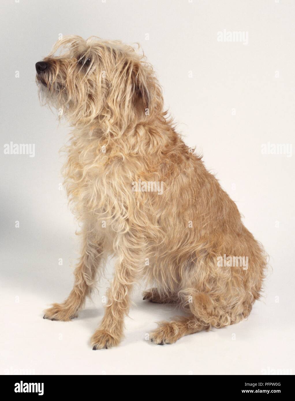 Dutch Smoushond Dog Sitting Stock Photo Alamy