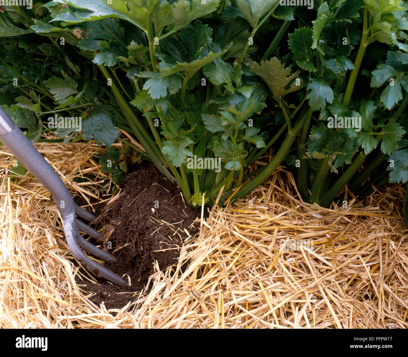 Earthing up beans in soil using a long-handled digging hoe Stock Photo