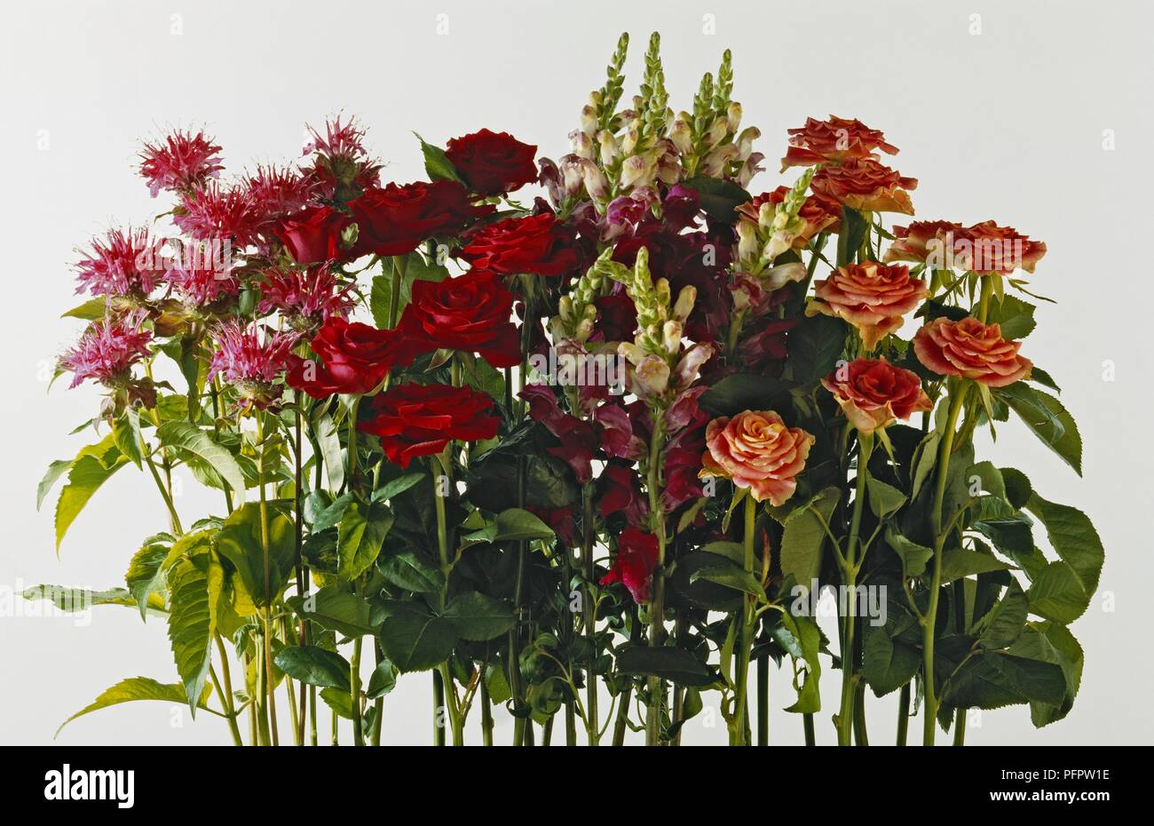 Flowers from Mondarda didyma 'Cambridge Scarlet' (Bergamot), Rosa 'National Trust' (Hybrid tea), Antirrhinum majus 'Princess Series' (Snapdragon), Rosa 'Norwich Castle' (Floridunda rose) Stock Photo