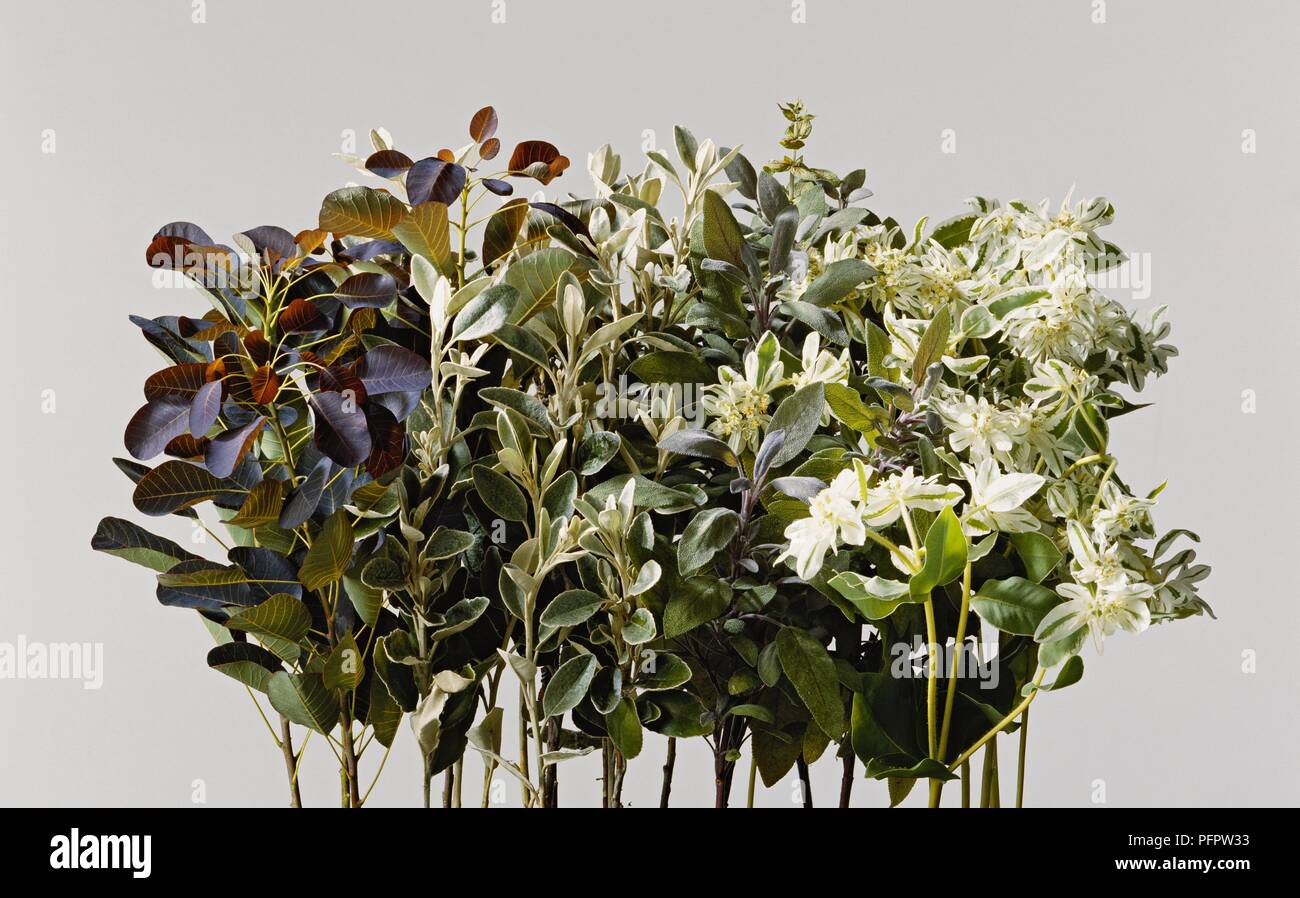Leaves from Cotinus sp. (Smoke tree), Senecio 'Sunshine', Salvia officinalis 'Purpurascens' (Purple sage) and Cerastium tomentosum (Snow-in-summer) Stock Photo