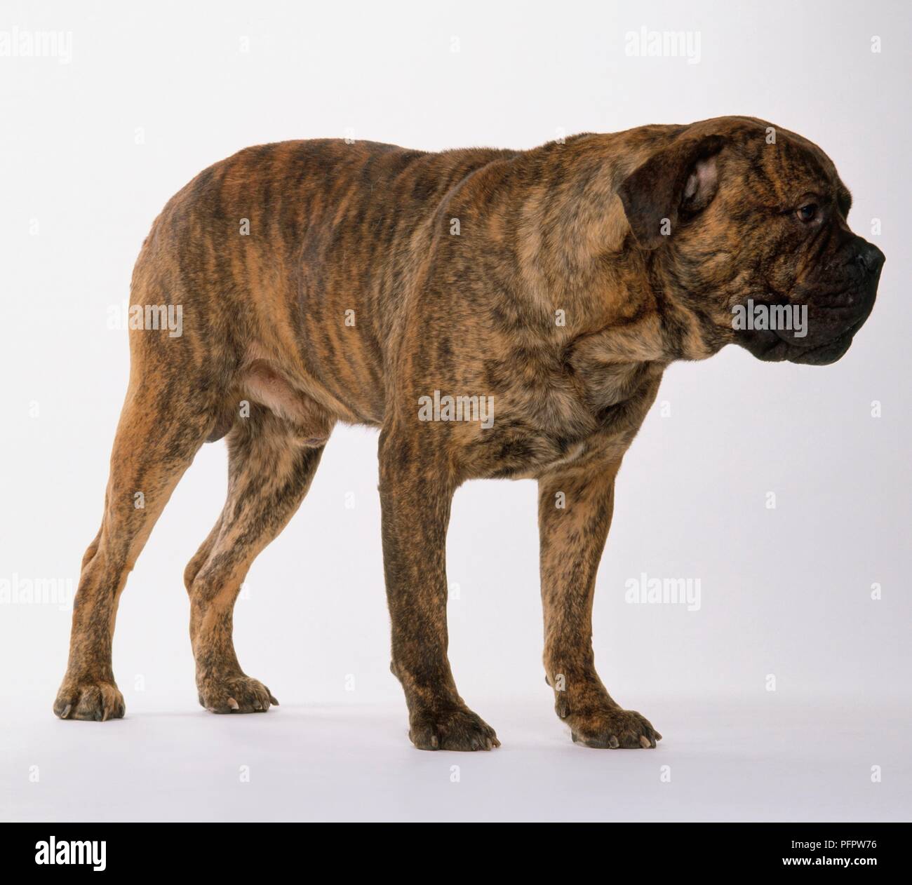 brindle bullmastiff dog