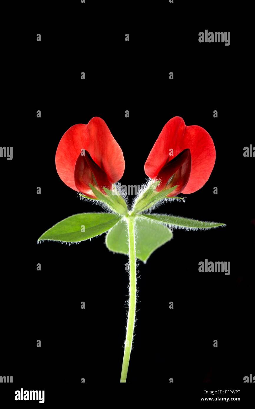 Lotus tetragonolobus (Winged pea) stem with leaves and red petals, close-up Stock Photo