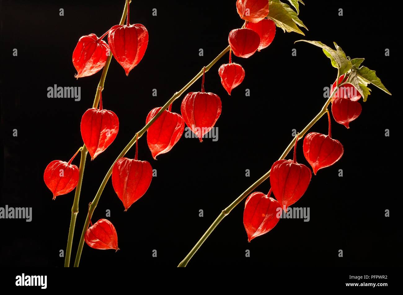 Physalis alkekengi (Chinese lantern) red fruit on stems, close-up Stock Photo