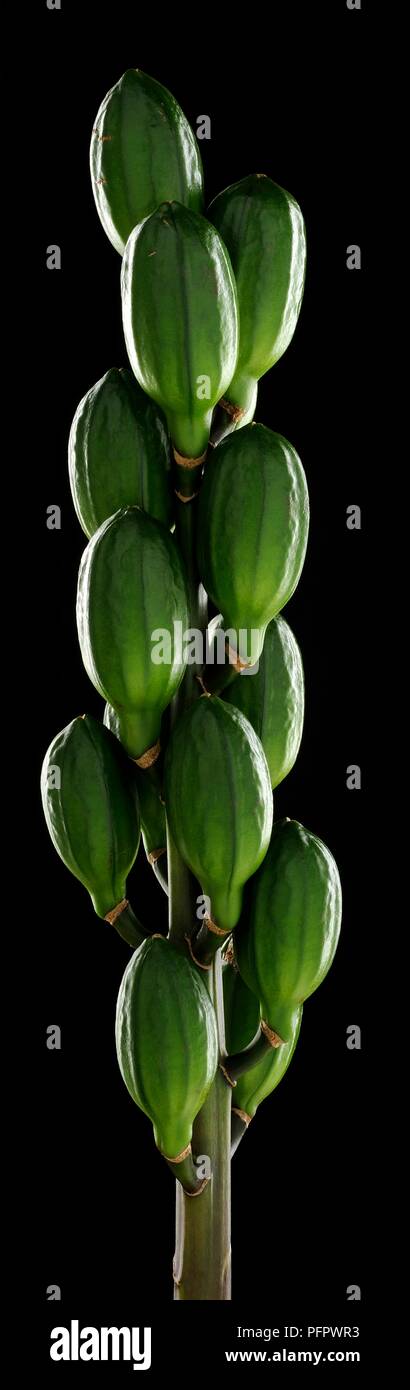 Cardiocrinum giganteum (Giant lily) seed capsules on stem, close-up Stock Photo