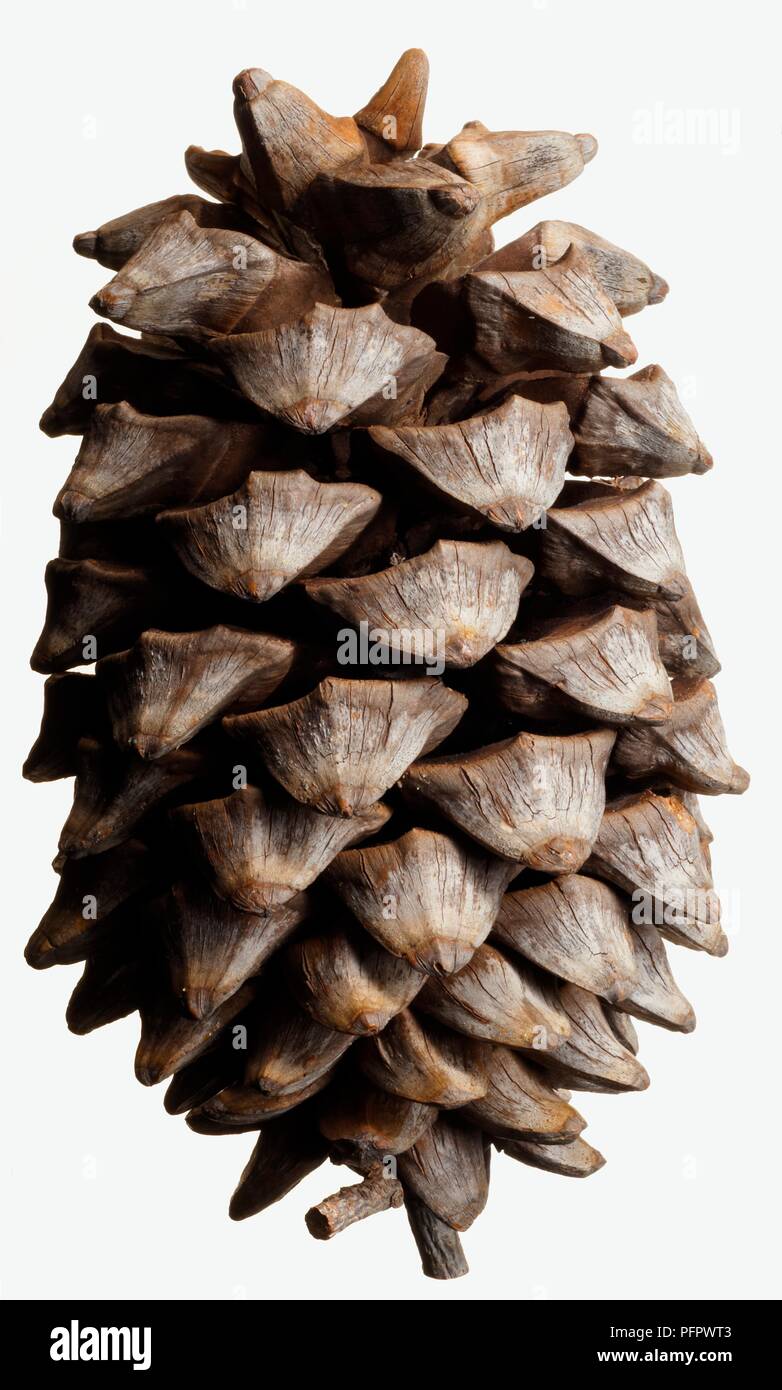 Cone from Pinus maximartinezii (Pinyon pine), close-up Stock Photo