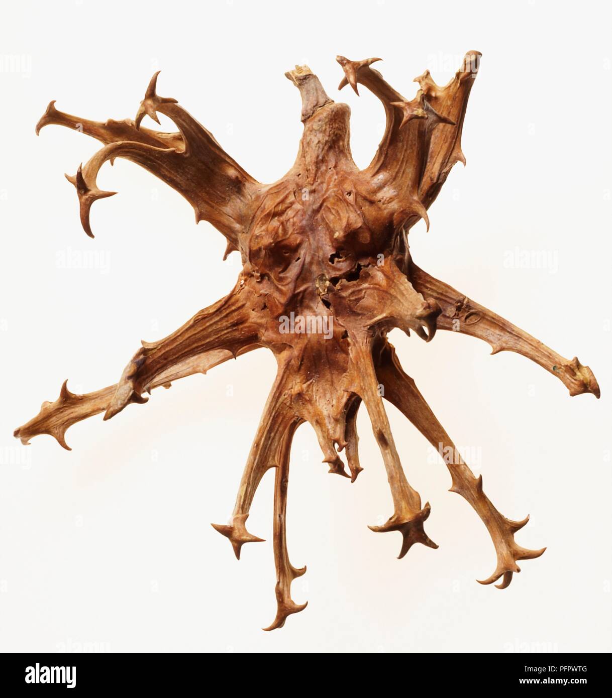 Dried hooked fruit of Harpagophytum procumbens (Devil's Claw) Stock Photo