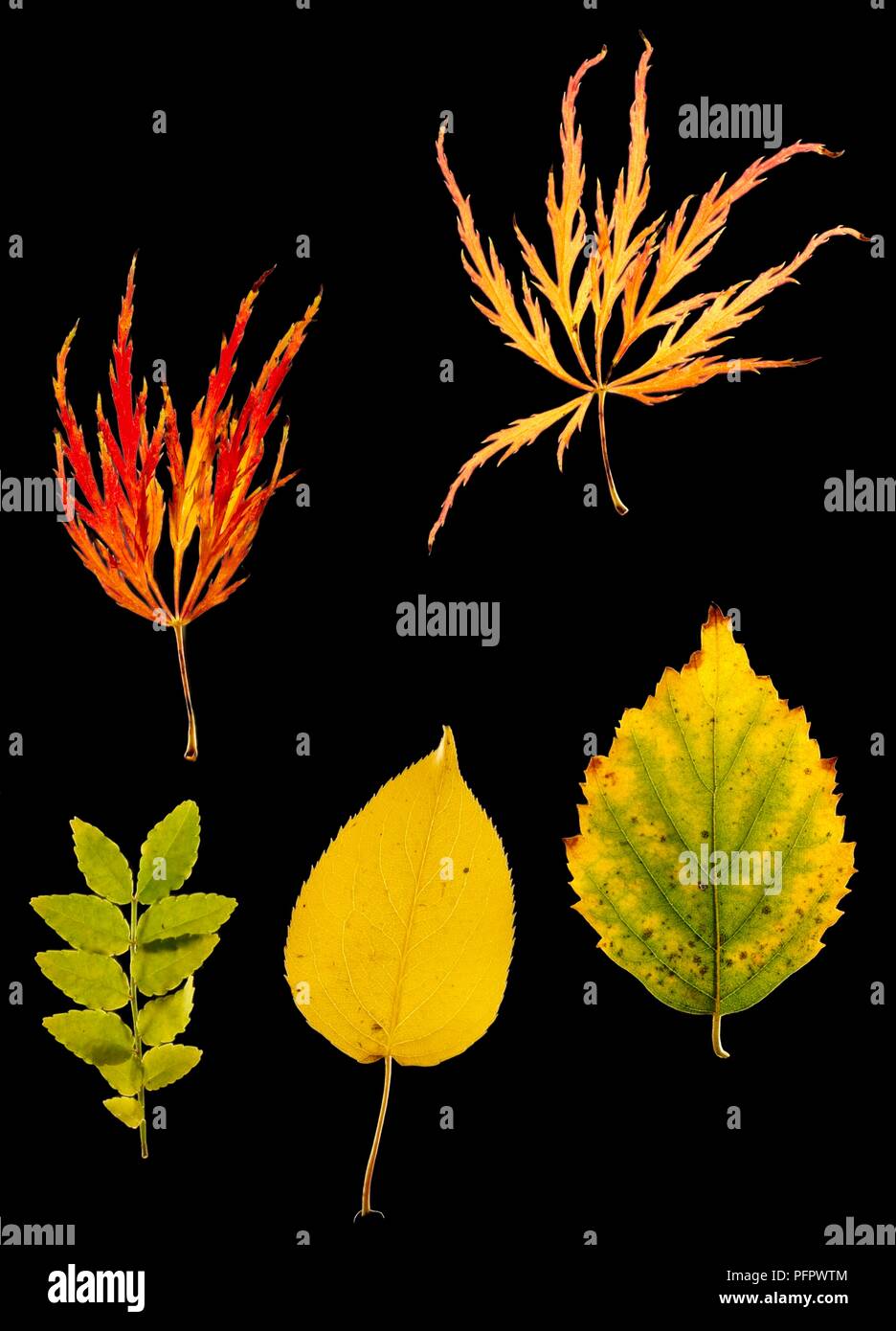 A collection of leaves of different colours and shapes on black