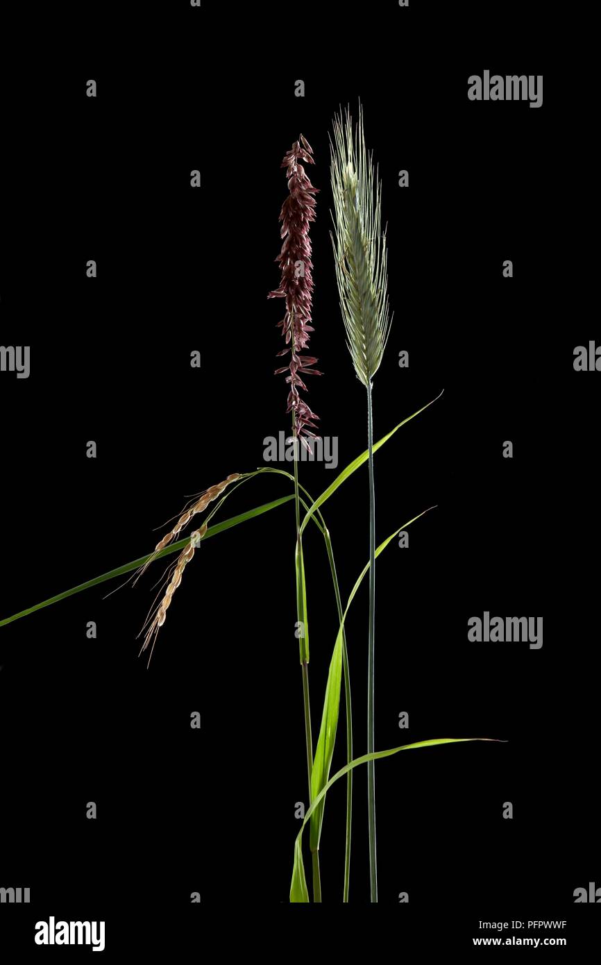 Rice (Oryza sativa), Siberian melic (Melica altissima 'Atropurpurea') and Two-Rowed Barley (Hordeum distichon) Stock Photo
