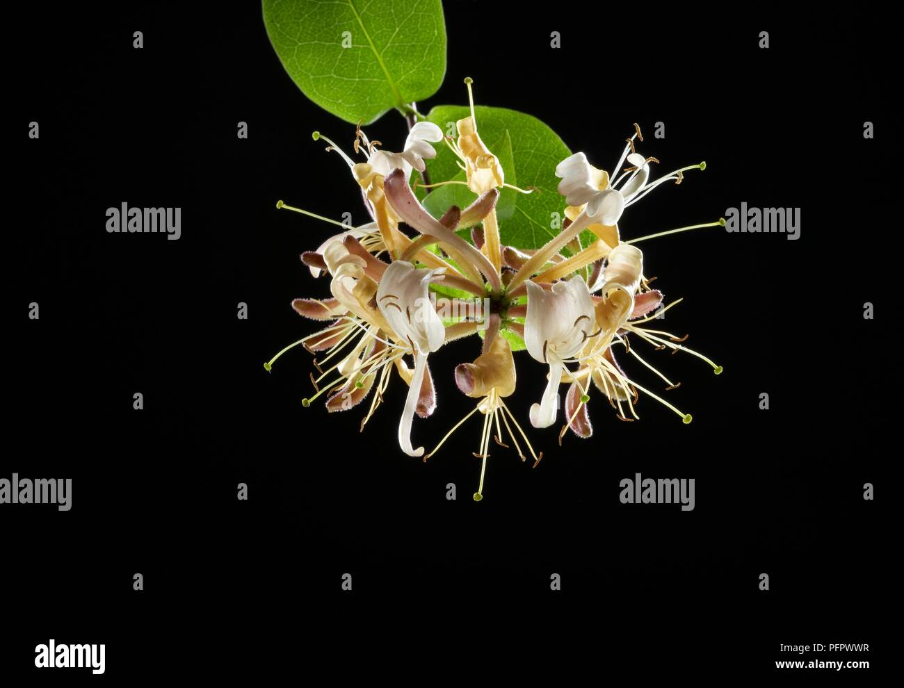 Lonicera periclymenum Honeysuckle) flowers and leaves Stock Photo Alamy