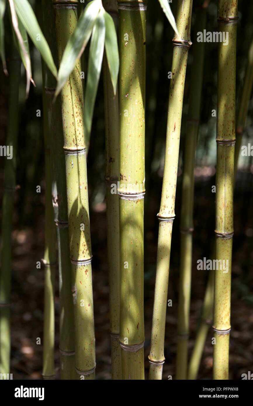 Stem sof Phyllostachys viridi-glaucescens (Ornamental Bamboo) Stock Photo