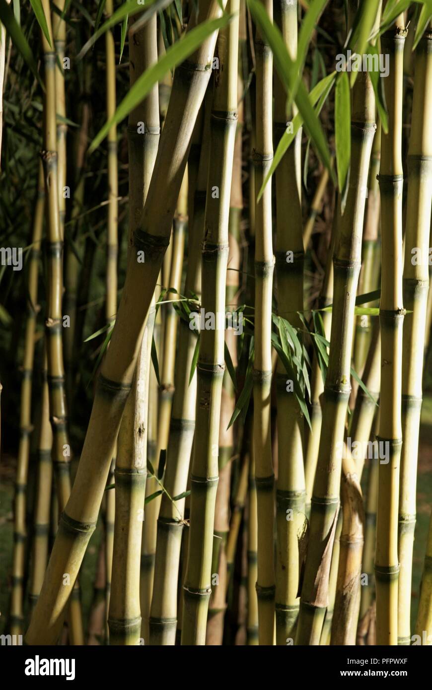 Phyllostachys viridi-glaucescens (Ornamental Bamboo) stems and green leaves Stock Photo
