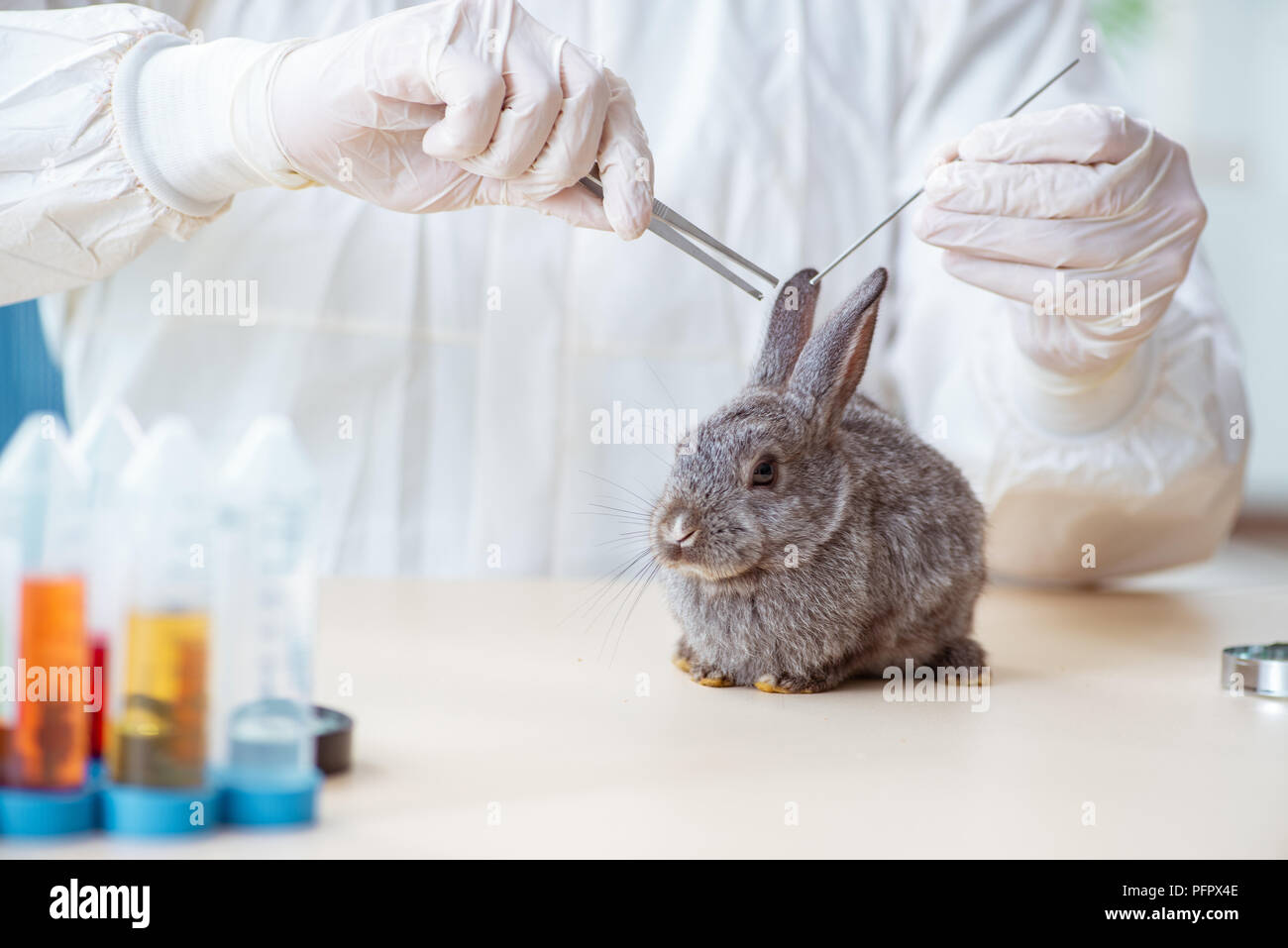 Scientist doing testing on animals rabbit Stock Photo - Alamy Scientist doing testing on animals rabbit Stock Photo - Alamy
