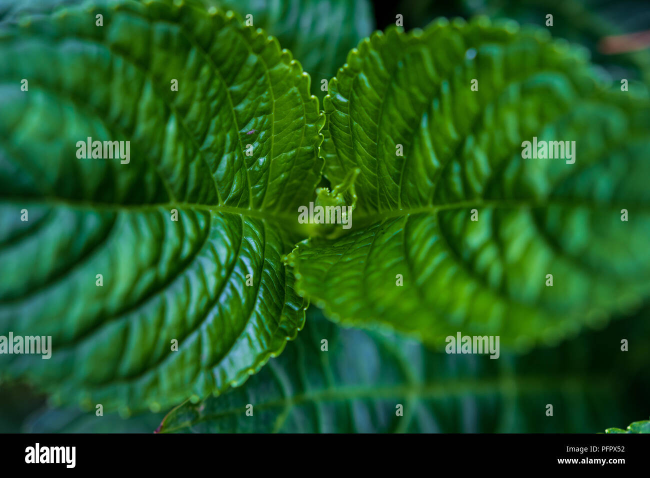 Lush green center hi-res stock photography and images - Alamy