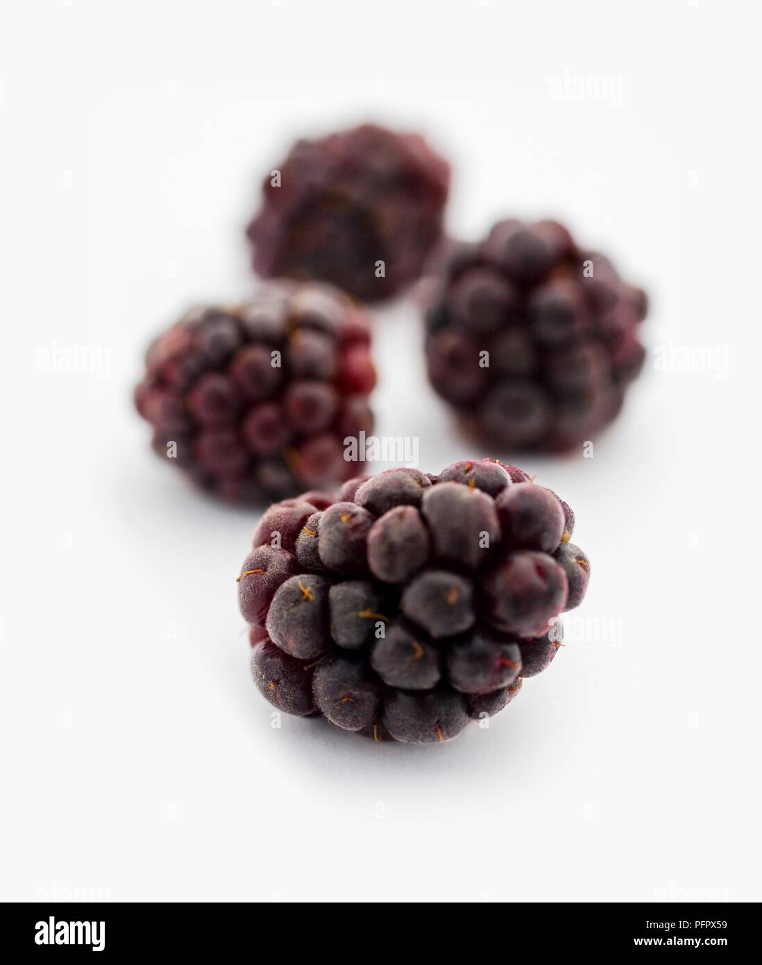 Boysenberries, focus on foreground Stock Photo