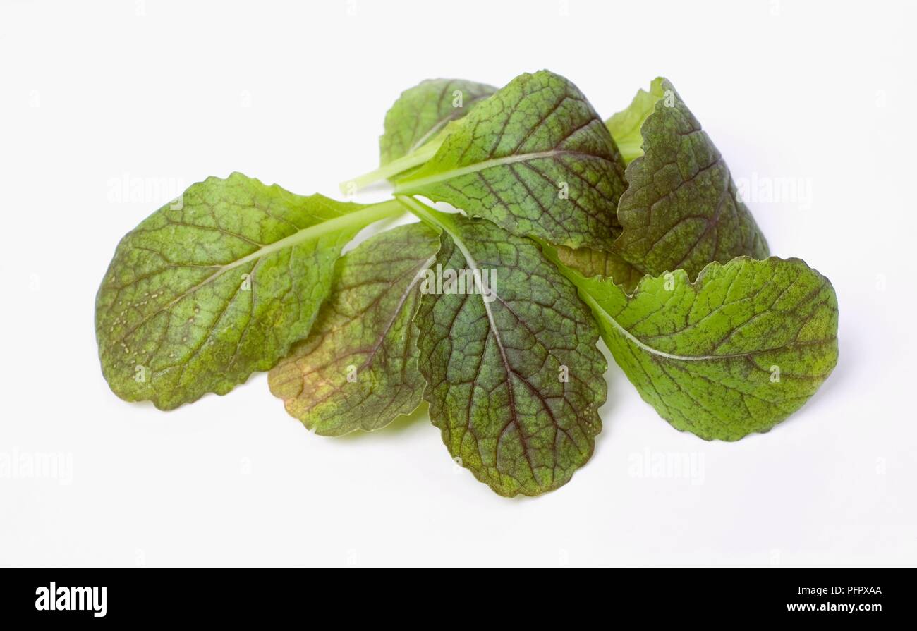 Mustard greens Stock Photo