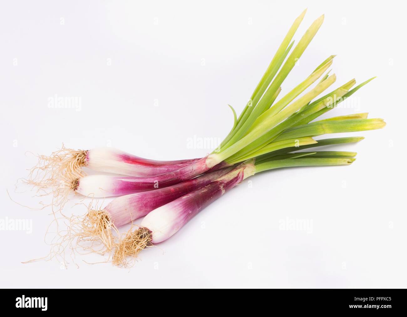 Four purple onions hi-res stock photography and images - Alamy