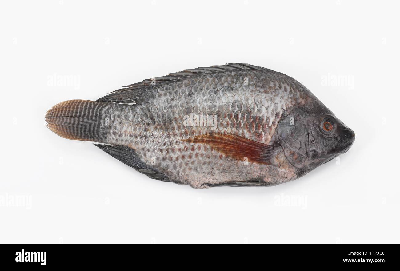 Tilapia (Oreochromis) fish Stock Photo