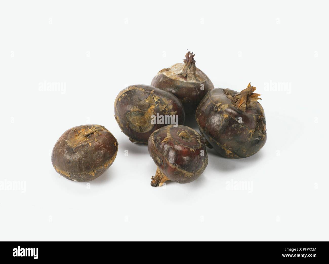 Five Chinese water chestnuts Stock Photo