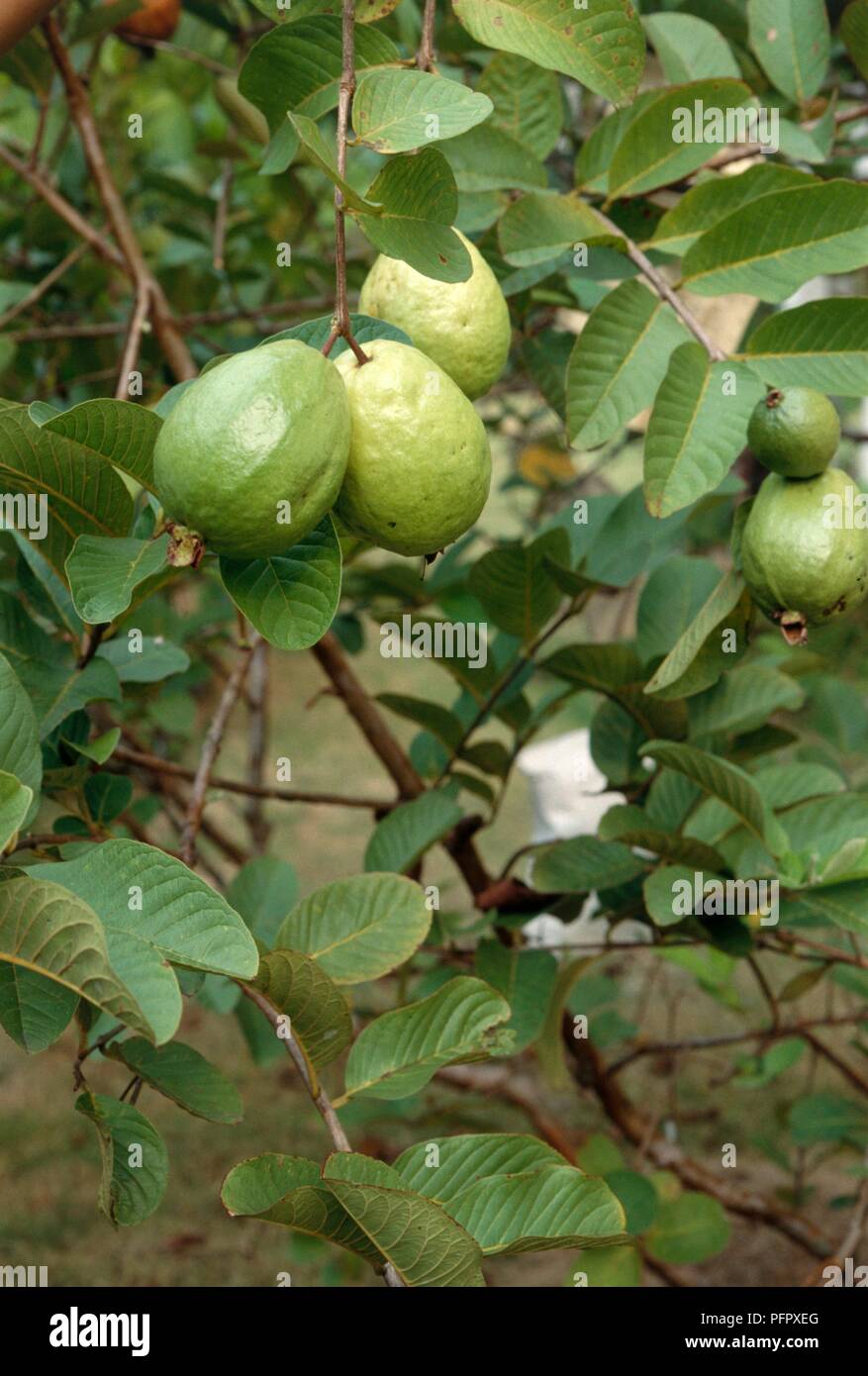 Ripe avocados on tree Stock Photo