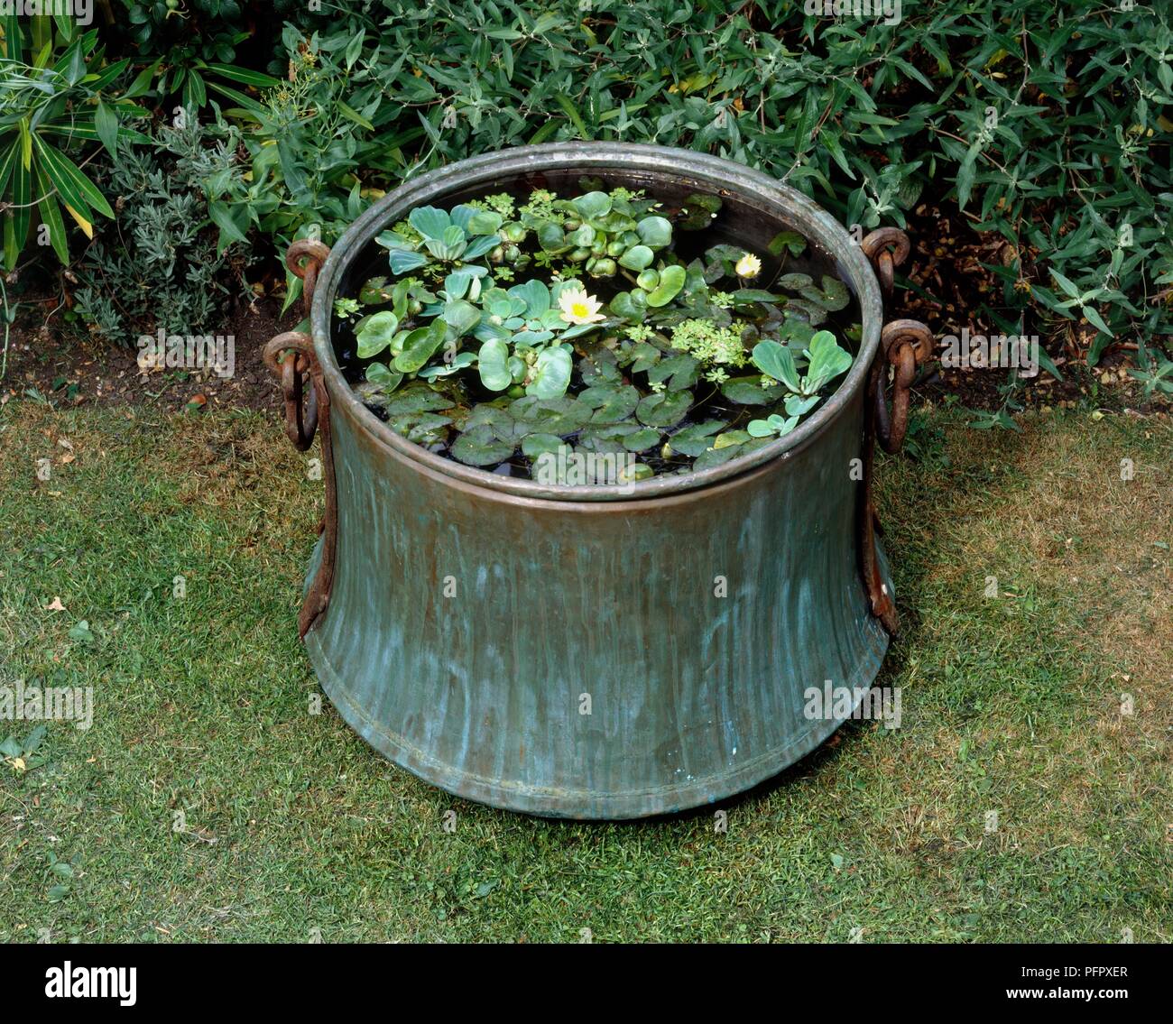 Water lilies floating on water in metal barrel in garden Stock Photo