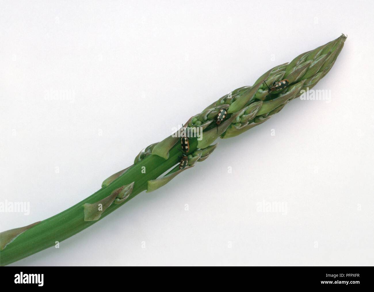 Adult Asparagus Beetles (Crioceris) on asparagus tip Stock Photo Alamy