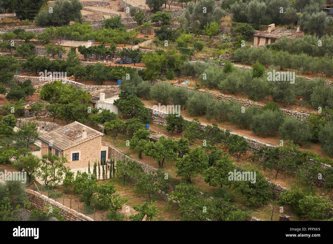 Spain, Mallorca, Fornalutx, terraced olive grove Stock Photo