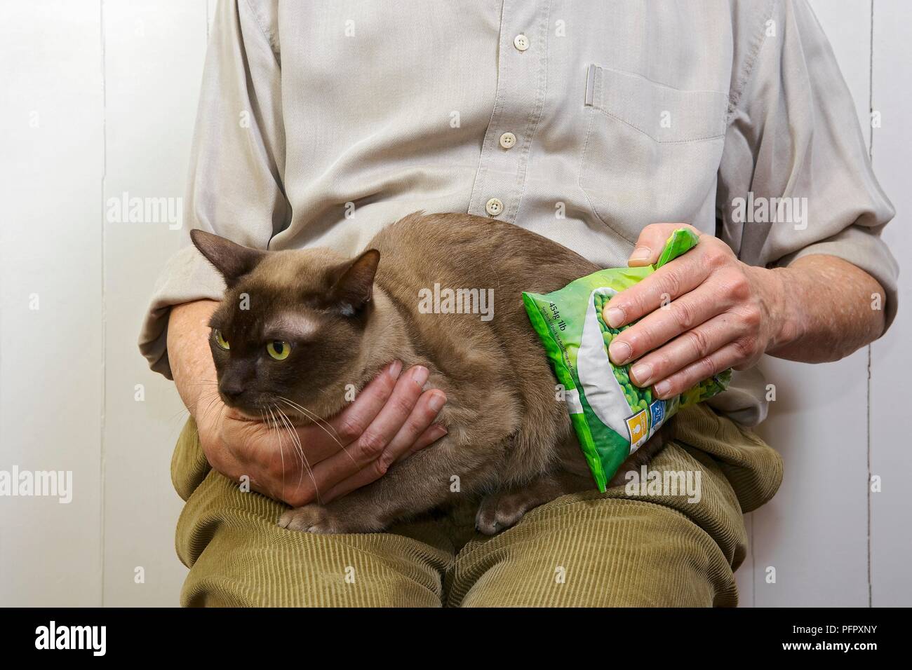 Man sitting with chocolate Burmese on lap holding bag of frozen peas on back leg Stock Photo Alamy