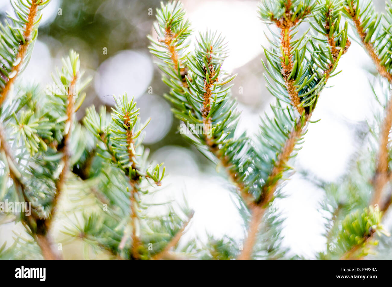 pine tree branches Stock Photo Alamy