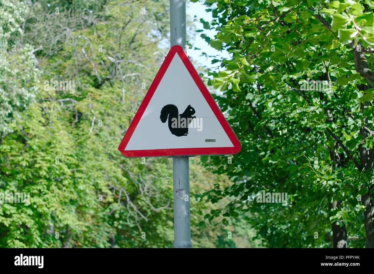 Estonia, Tallinn, Kadriorg Park, squirrel road sign Stock Photo