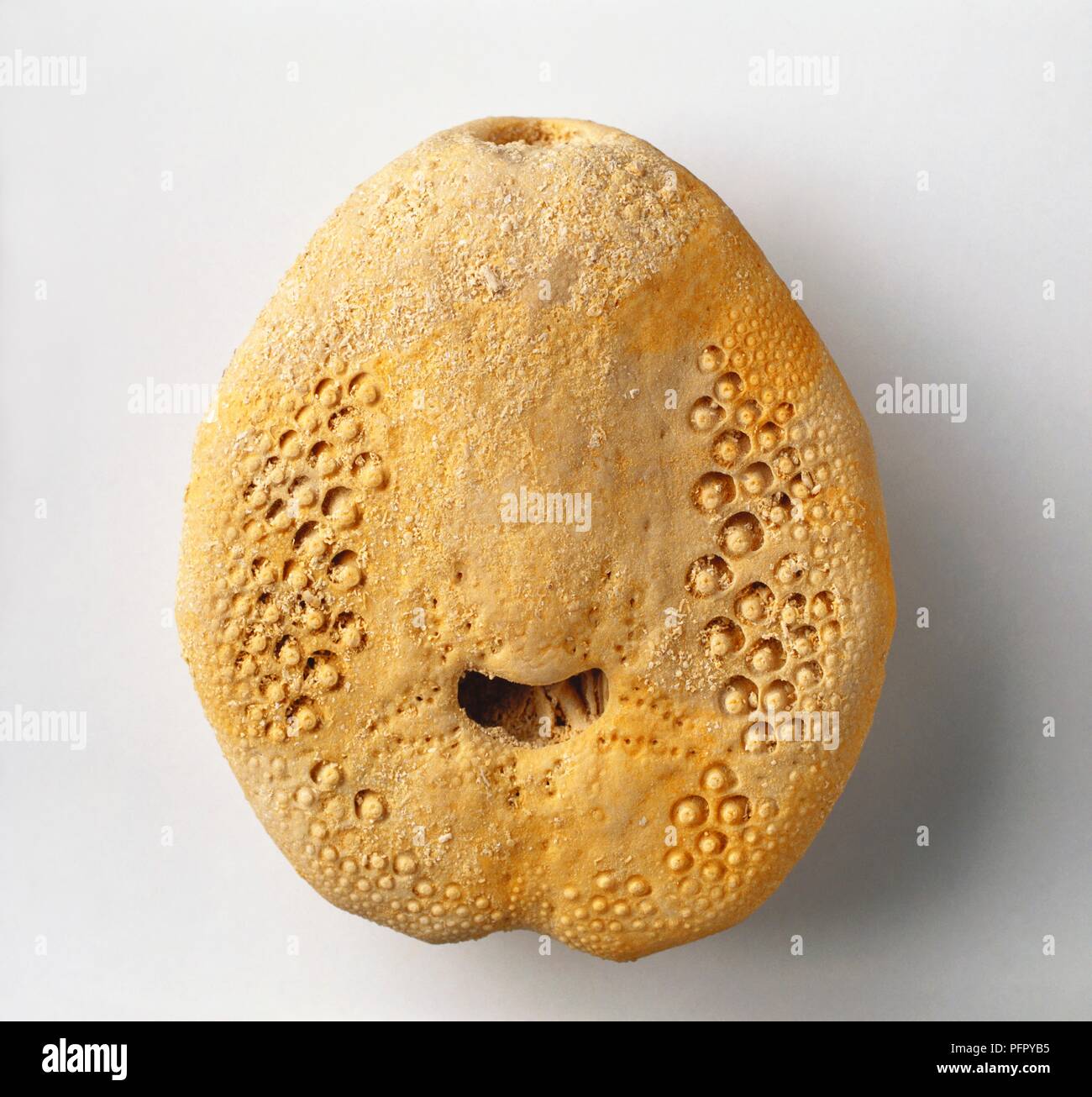 Lovenia (Heart urchin) fossilised in limestone, Miocene era Stock Photo